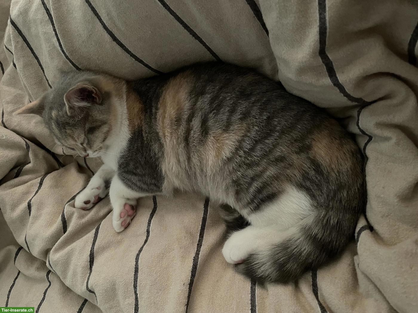 Bild 3: BKH Katze Khaleesi, liebe Hauskatze sucht neues Zuhause
