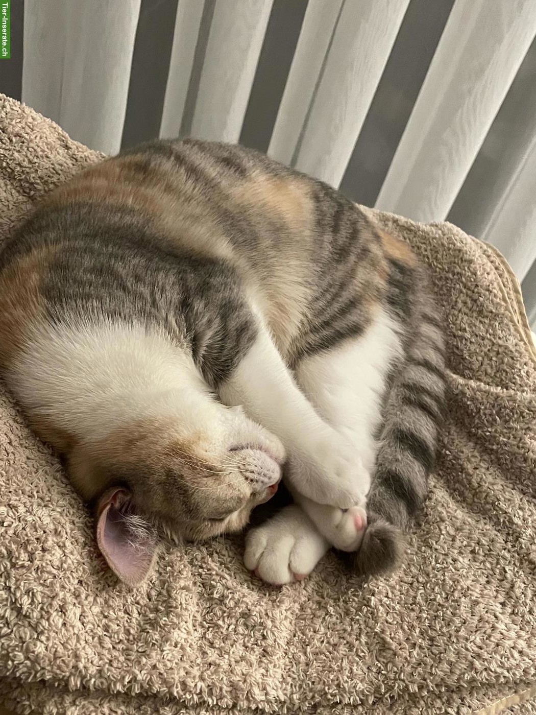 Bild 4: BKH Katze Khaleesi, liebe Hauskatze sucht neues Zuhause
