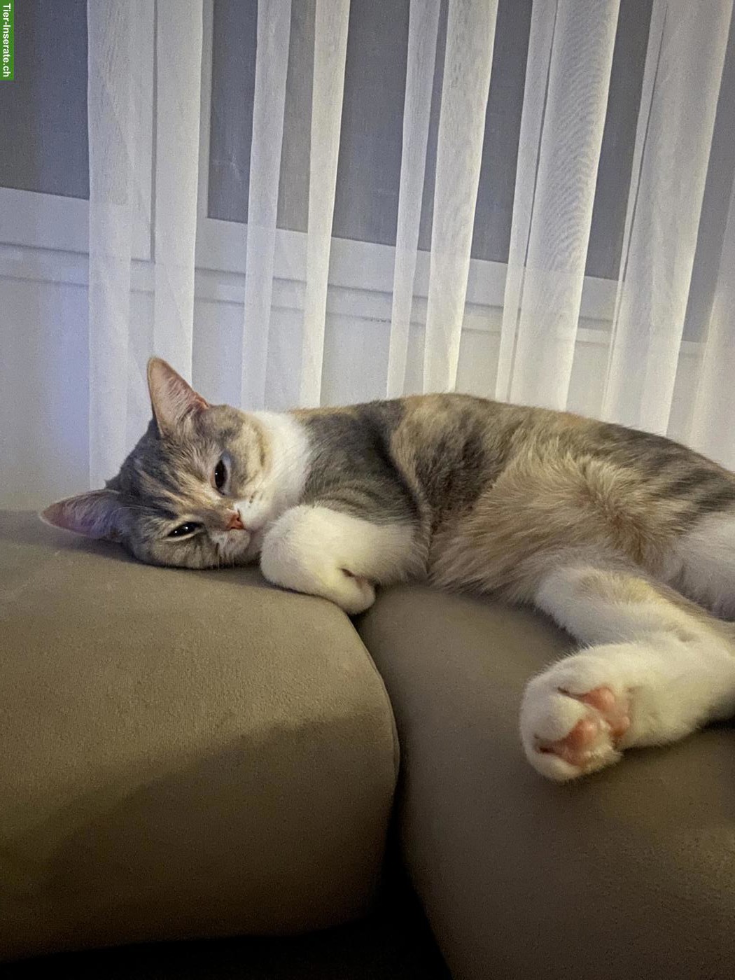 Bild 5: BKH Katze Khaleesi, liebe Hauskatze sucht neues Zuhause