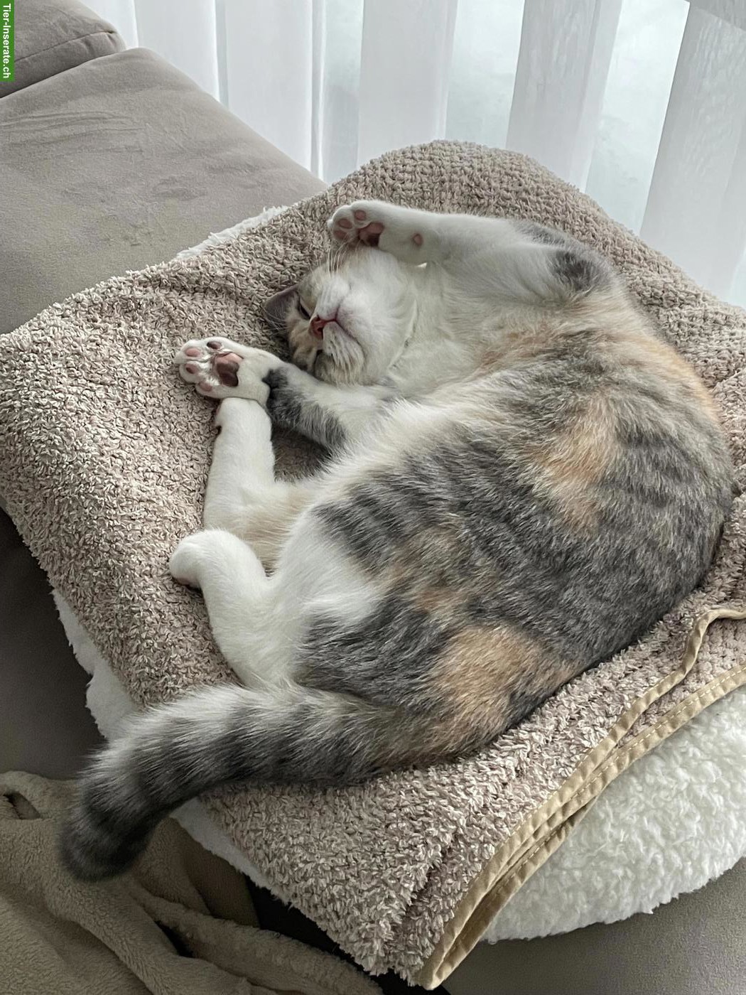 Bild 6: BKH Katze Khaleesi, liebe Hauskatze sucht neues Zuhause