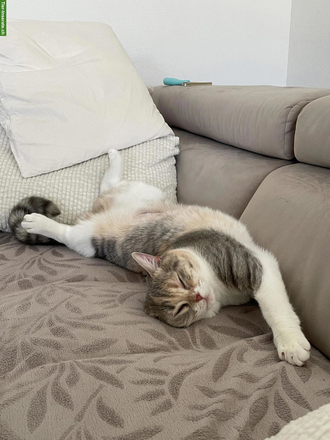 Bild 7: BKH Katze Khaleesi, liebe Hauskatze sucht neues Zuhause