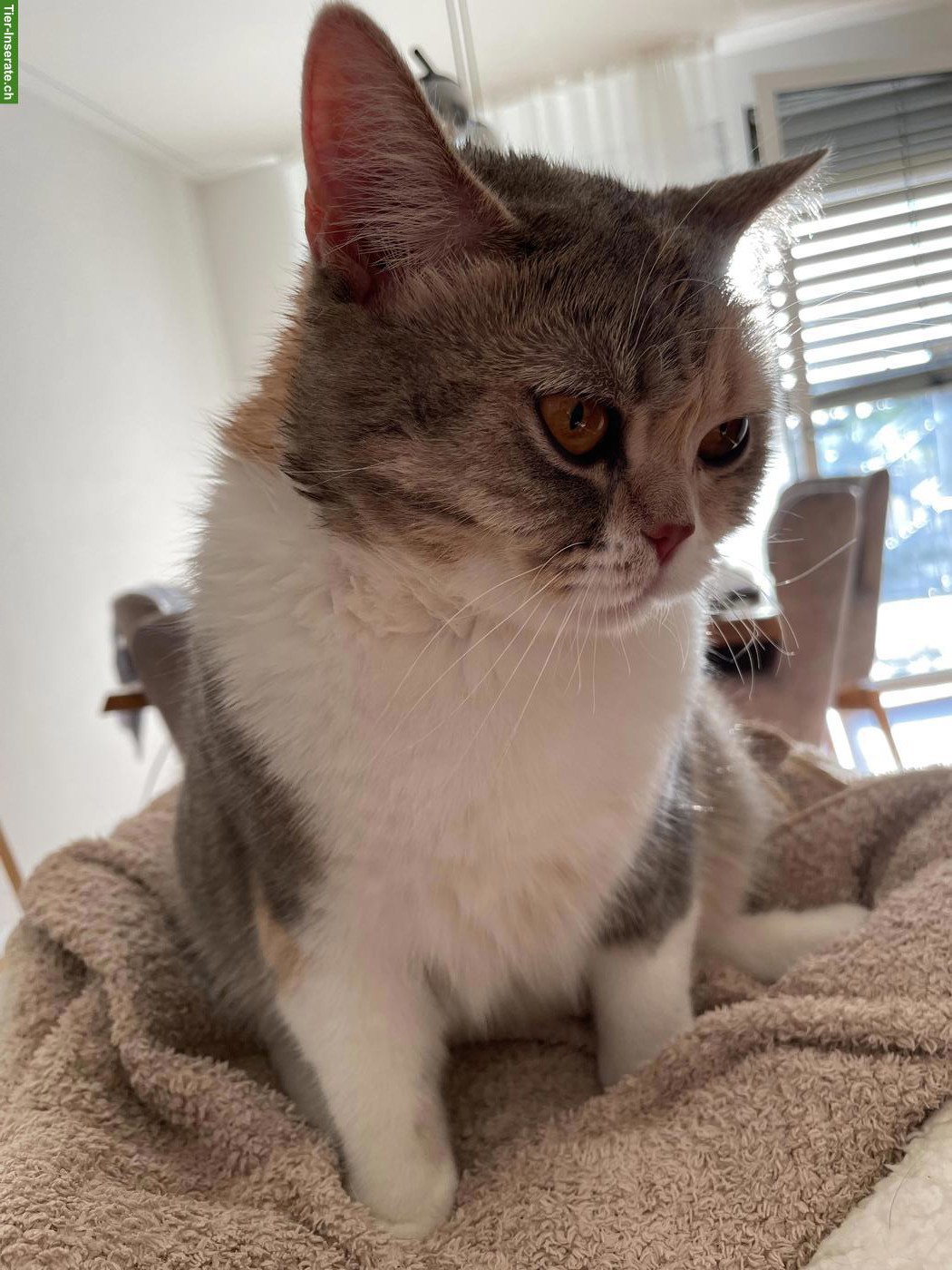 Bild 8: BKH Katze Khaleesi, liebe Hauskatze sucht neues Zuhause