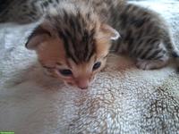 Bengalkitten mit Stammbaum