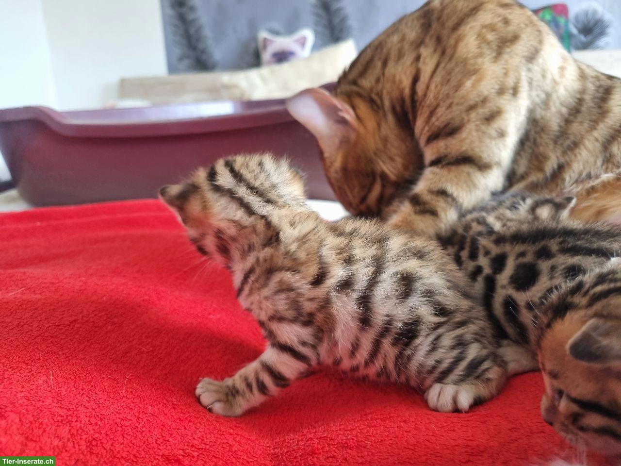 Bild 10: Bengalkitten mit Stammbaum