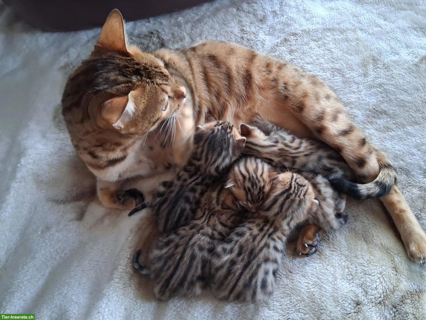 Bild 2: Bengalkitten mit Stammbaum