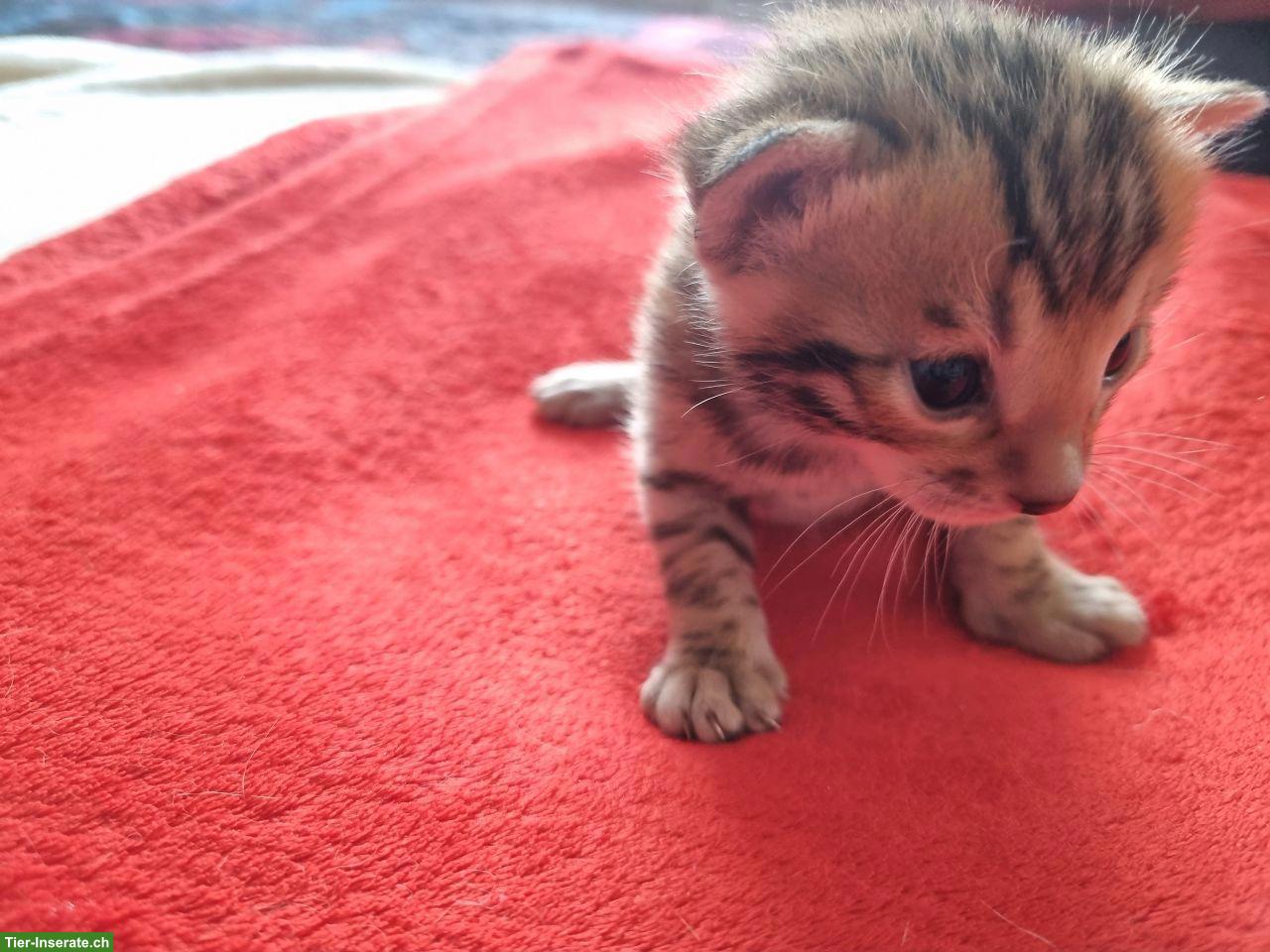 Bild 3: Bengalkitten mit Stammbaum