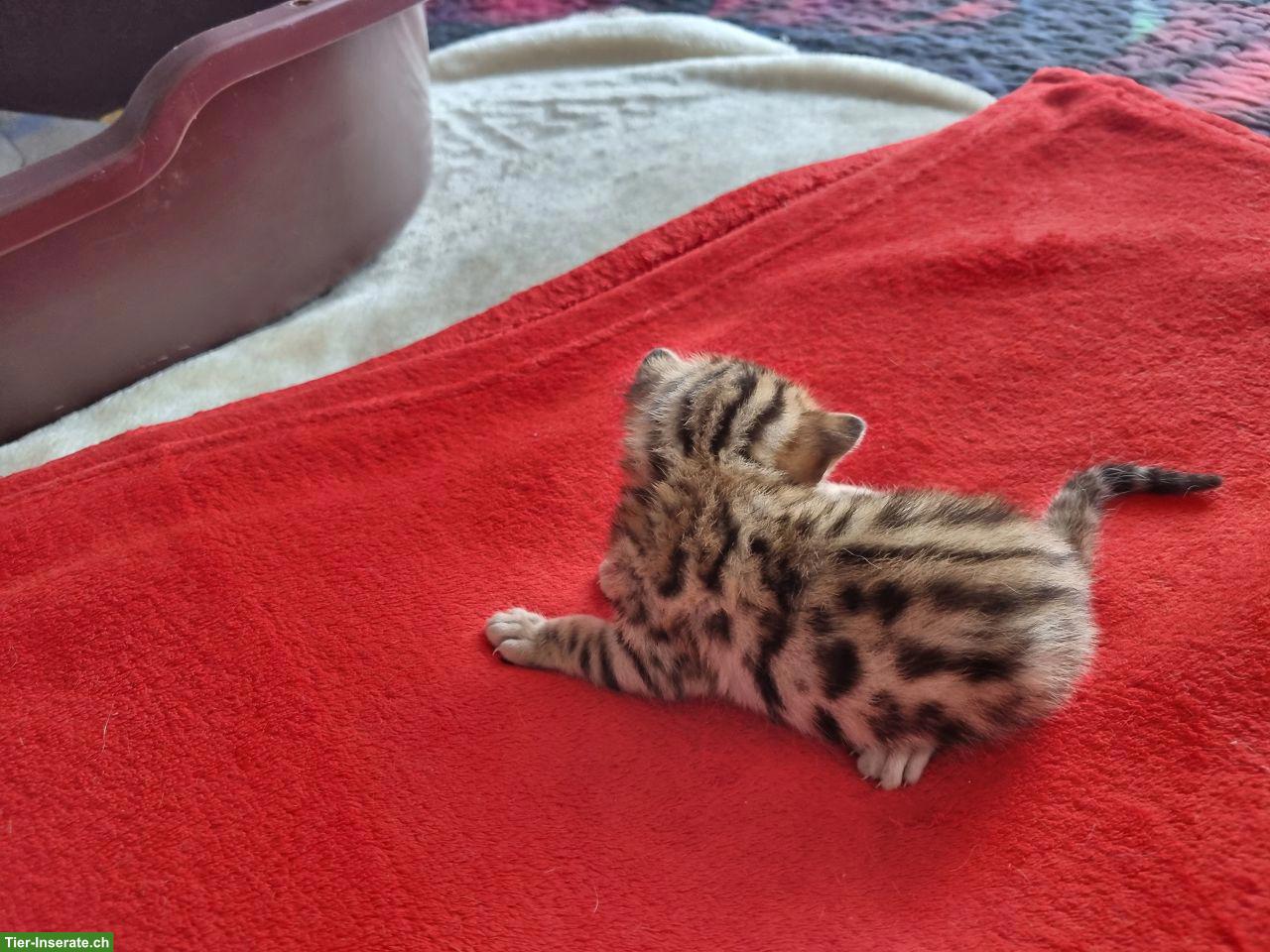 Bild 4: Bengalkitten mit Stammbaum