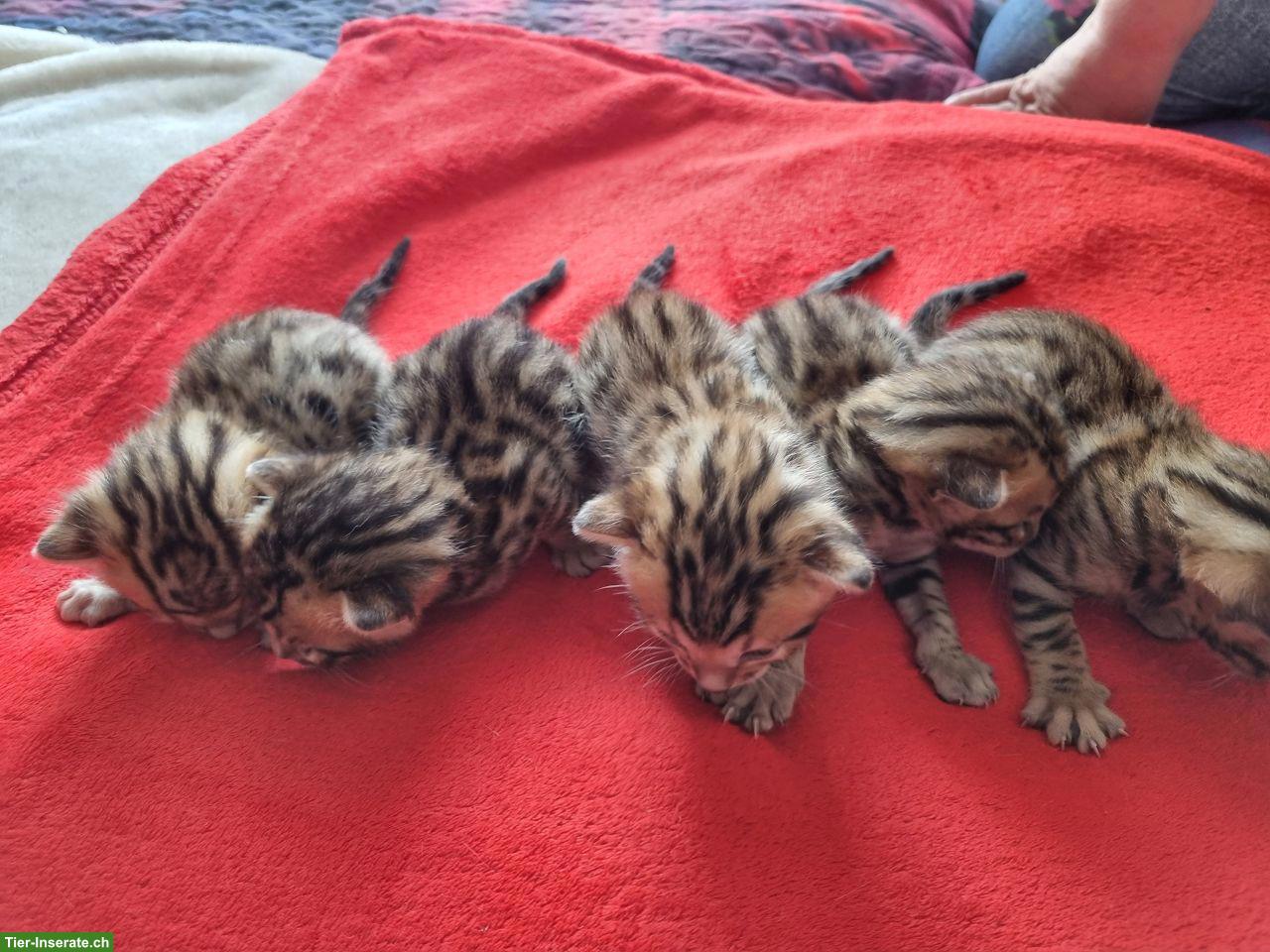 Bild 5: Bengalkitten mit Stammbaum