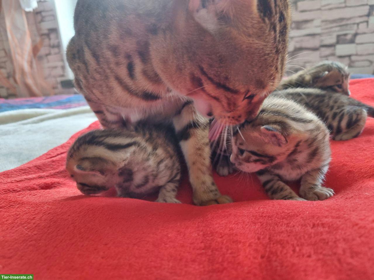 Bild 6: Bengalkitten mit Stammbaum
