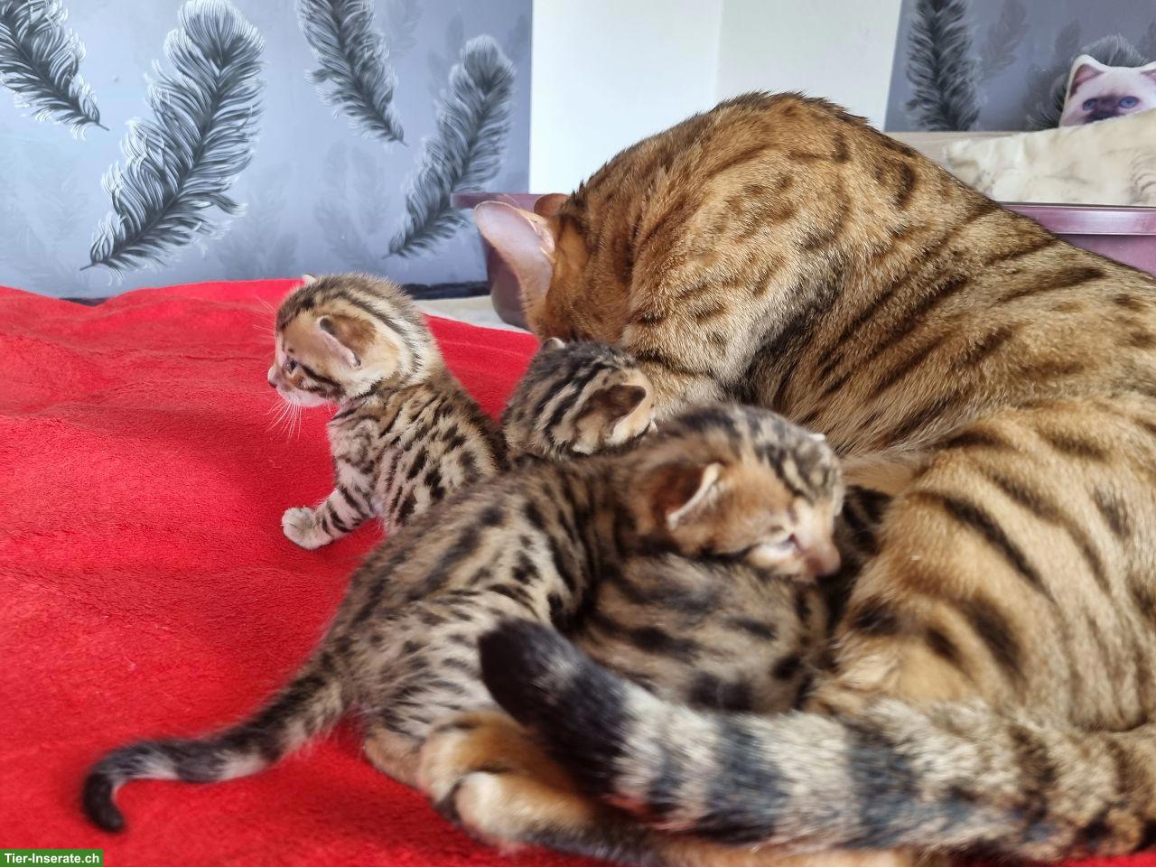 Bild 7: Bengalkitten mit Stammbaum