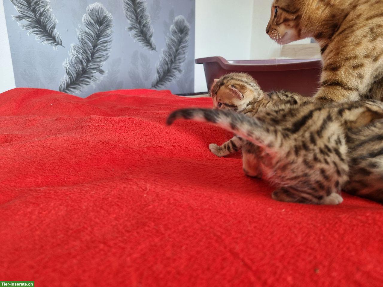 Bild 8: Bengalkitten mit Stammbaum