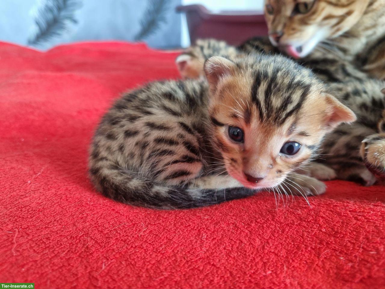 Bild 9: Bengalkitten mit Stammbaum