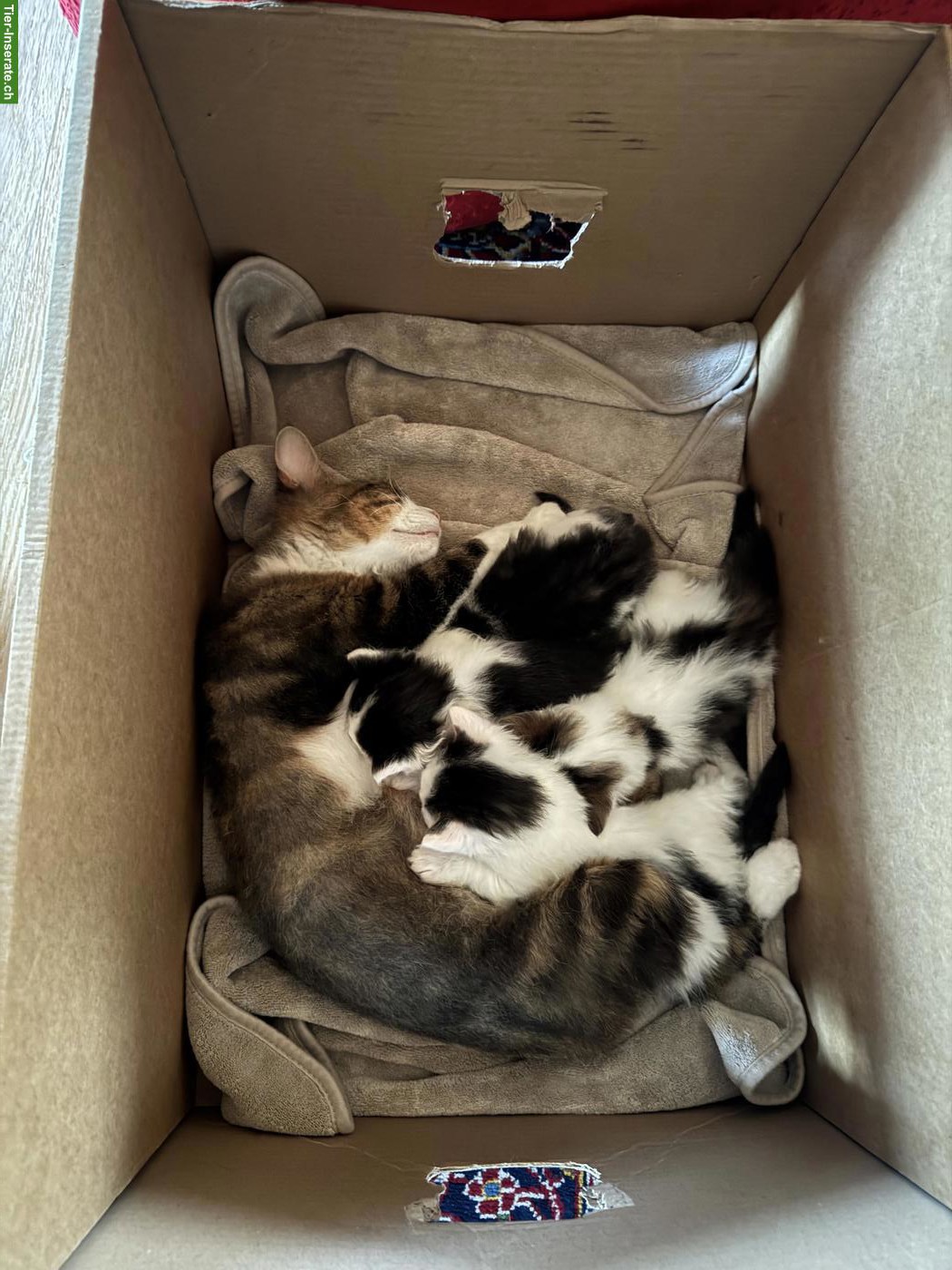 4 zauberhafte Katzenbabys suchen Für-immer-Zuhause ab November