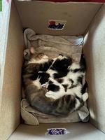 4 zauberhafte Katzenbabys suchen ab November ihr Für-immer-Zuhause