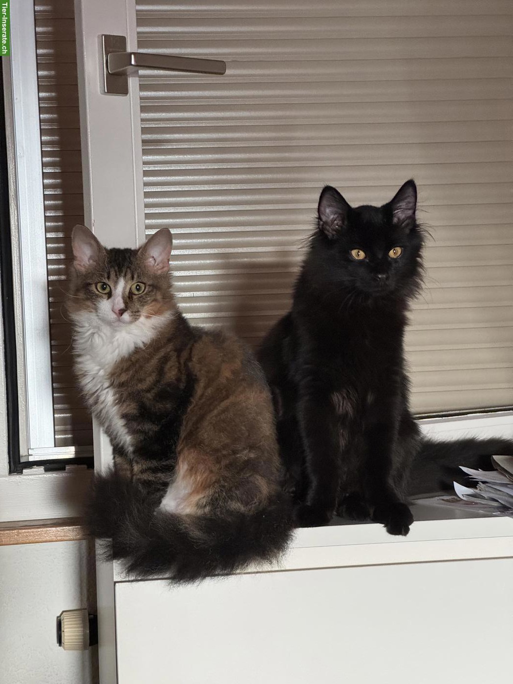 Bild 10: 4 zauberhafte Katzenbabys suchen Für-immer-Zuhause ab November