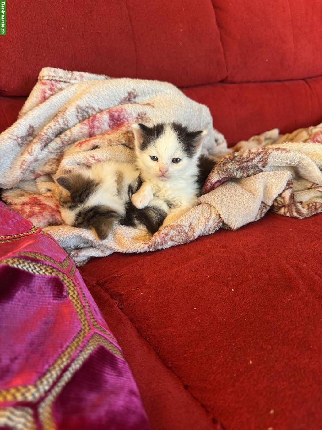 Bild 2: 4 zauberhafte Katzenbabys suchen Für-immer-Zuhause ab November
