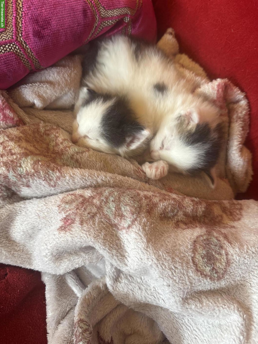 Bild 3: 4 zauberhafte Katzenbabys suchen Für-immer-Zuhause ab November