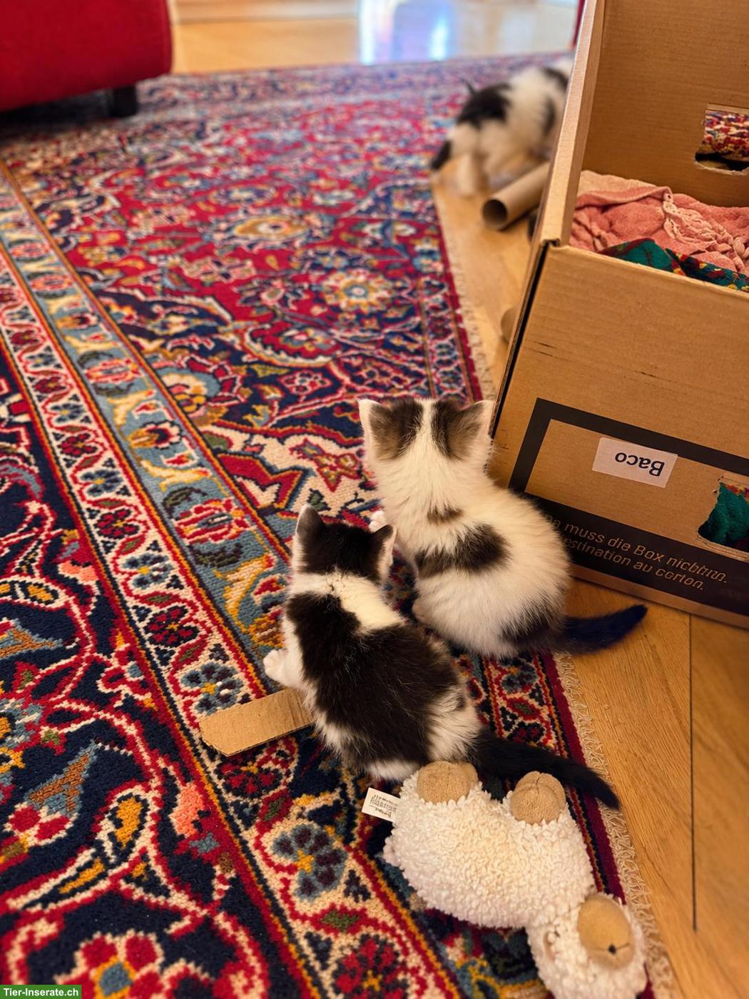 Bild 4: 4 zauberhafte Katzenbabys suchen Für-immer-Zuhause ab November