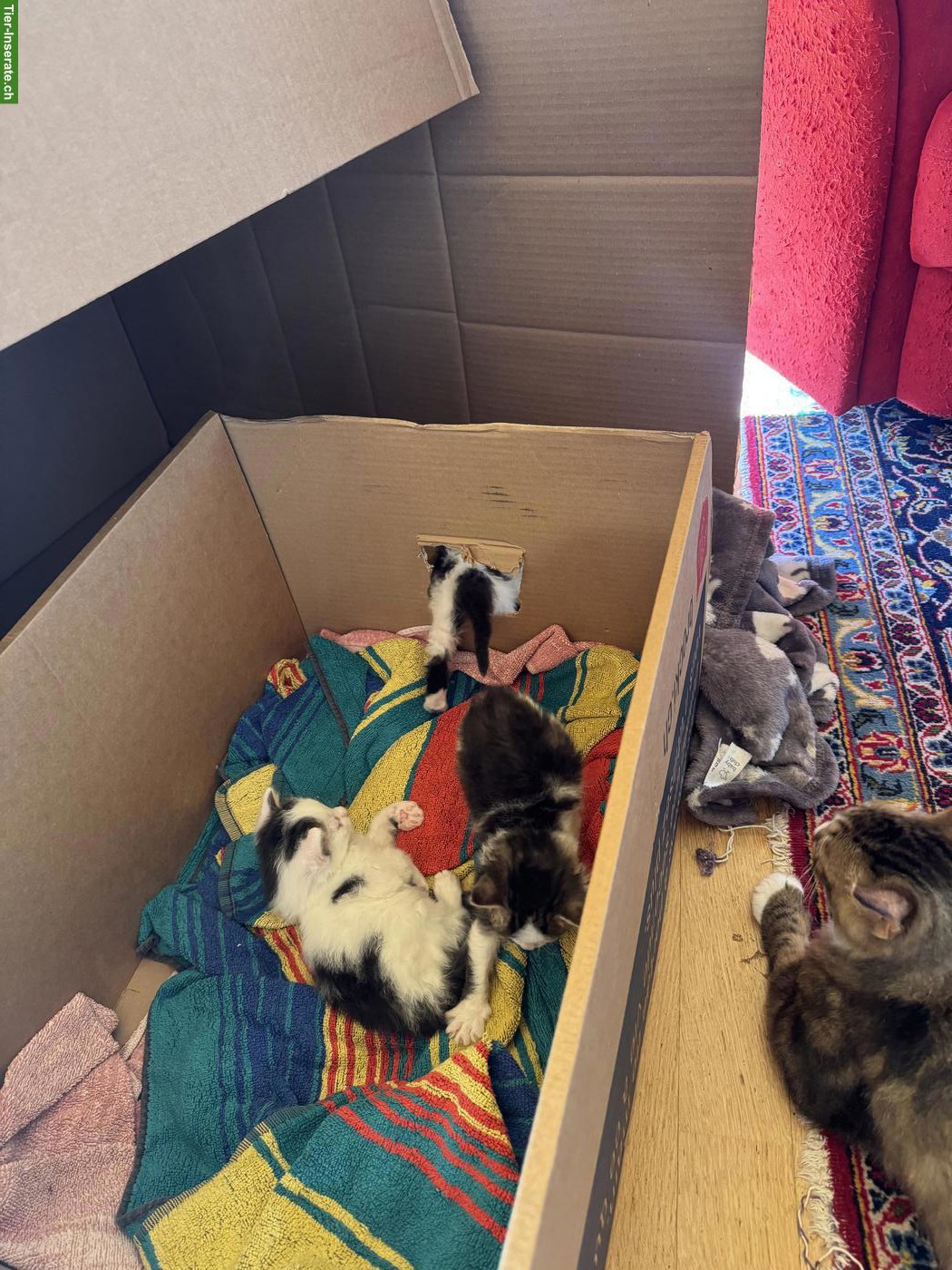 Bild 6: 4 zauberhafte Katzenbabys suchen Für-immer-Zuhause ab November