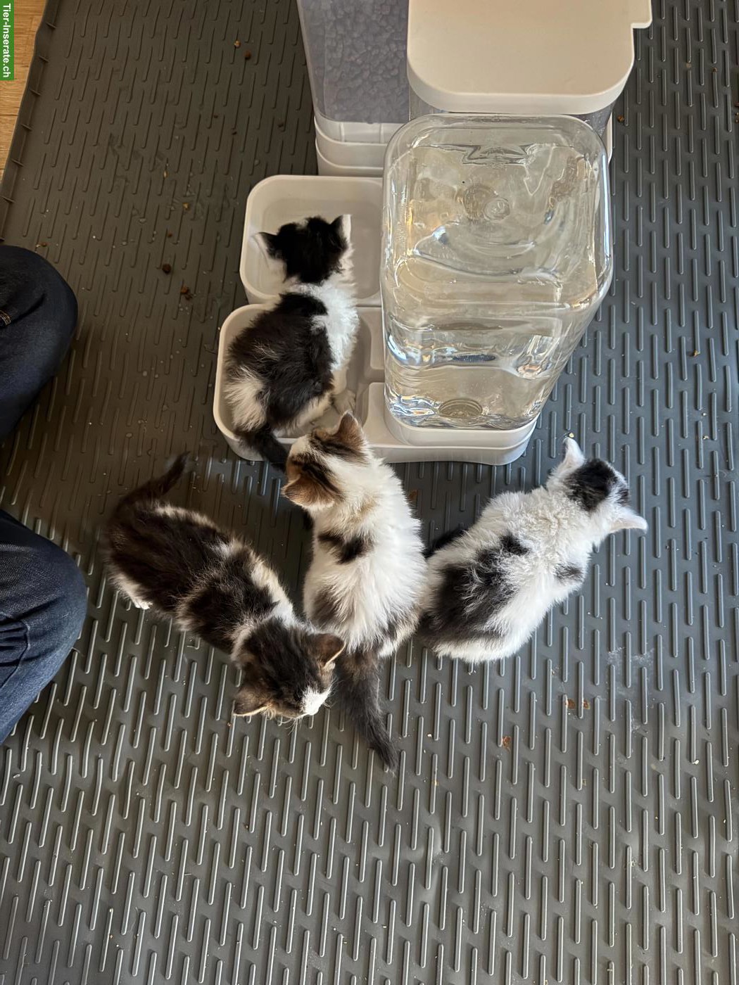 Bild 8: 4 zauberhafte Katzenbabys suchen Für-immer-Zuhause ab November