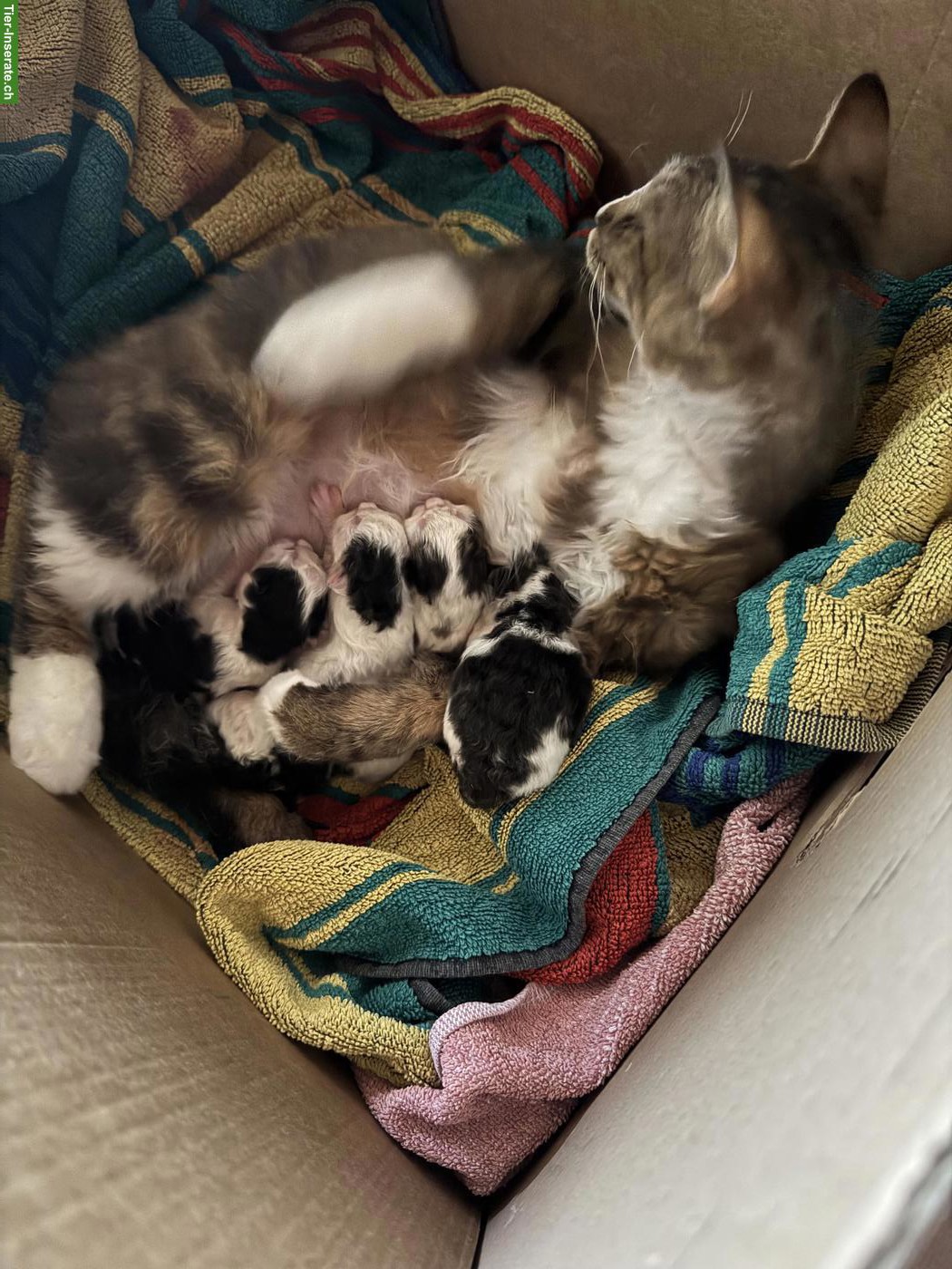 Bild 9: 4 zauberhafte Katzenbabys suchen Für-immer-Zuhause ab November