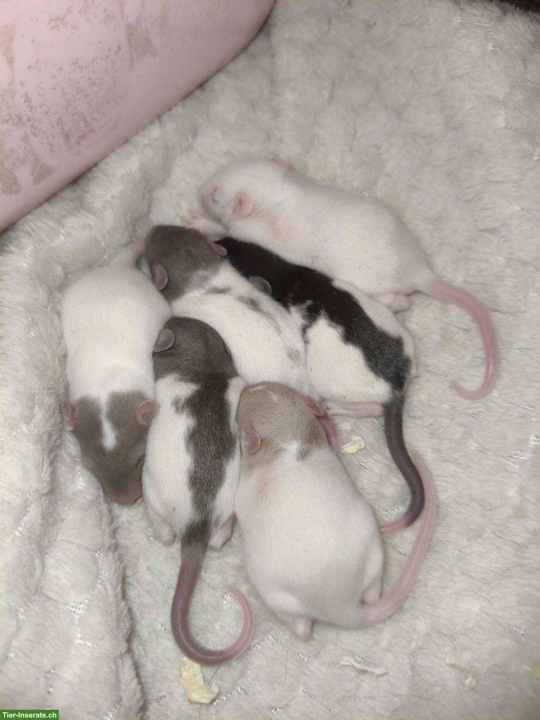 Rattenbabys suchen neues Zuhause