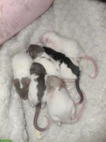 Rattenbabys suchen neues Zuhause
