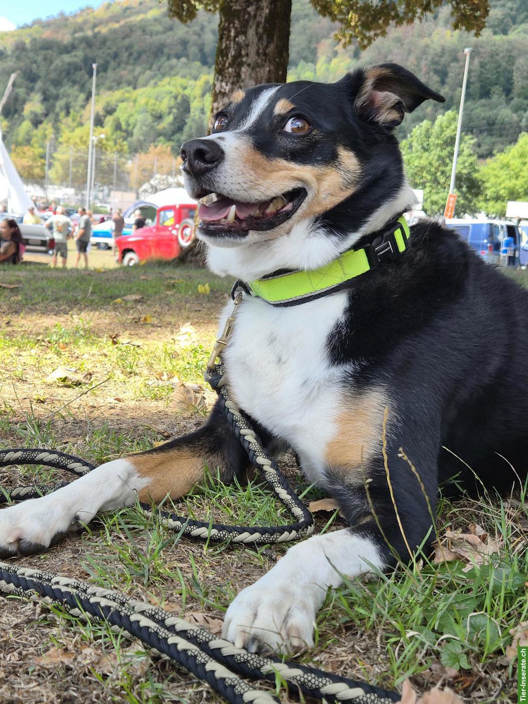 Appenzeller Sennenhund Rüde