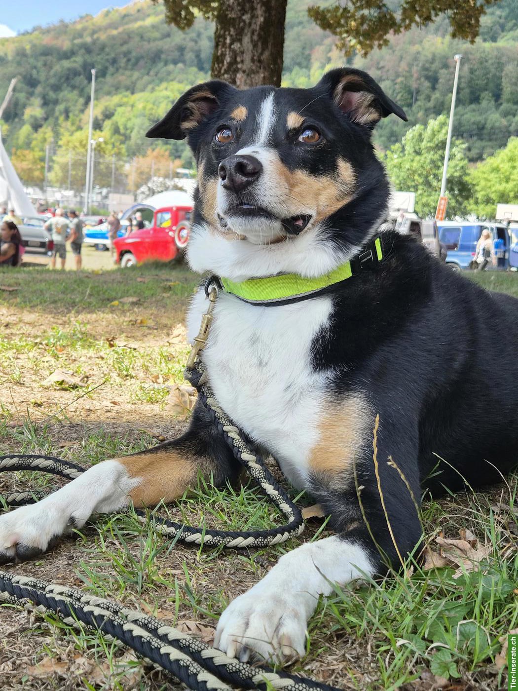 Bild 2: Appenzeller Sennenhund Rüde