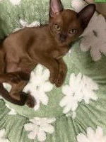 Junger Burma Kater sucht liebevolles Zuhause