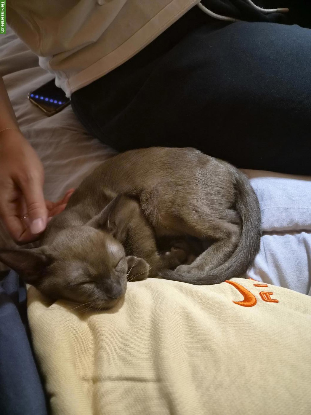 Bild 3: Junger Burma Kater sucht liebevolles Zuhause