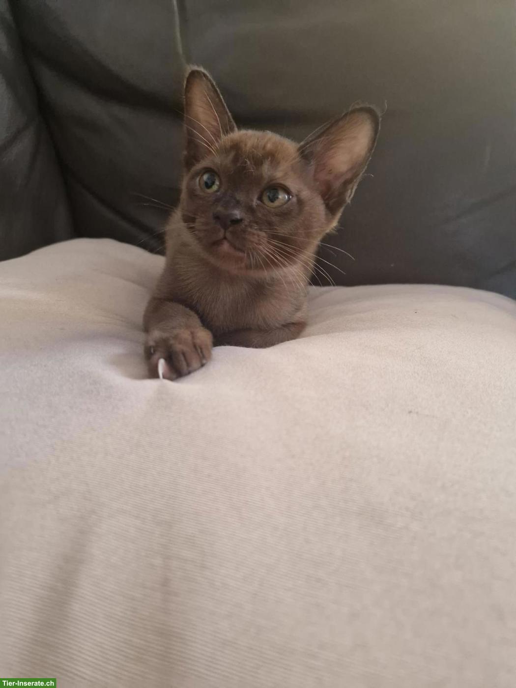Bild 4: Junger Burma Kater sucht liebevolles Zuhause