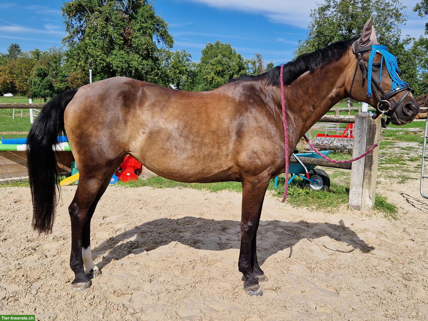 Bild 2: Schweizer Warmblut Stute, gehobenes Freizeitpferd