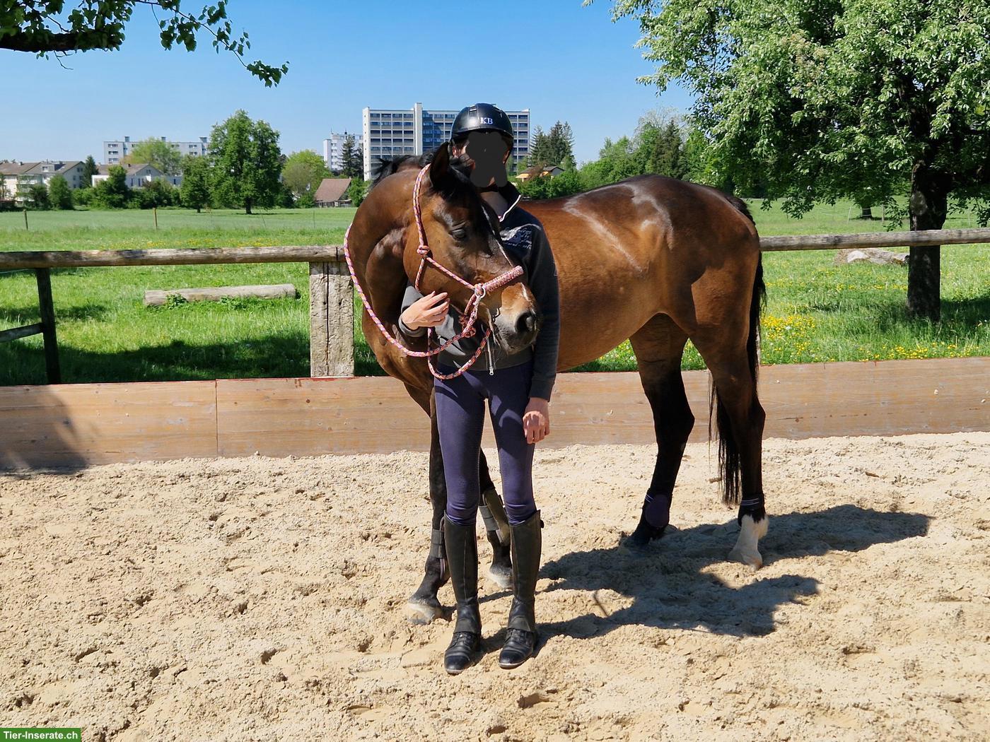 Bild 3: Schweizer Warmblut Stute, gehobenes Freizeitpferd