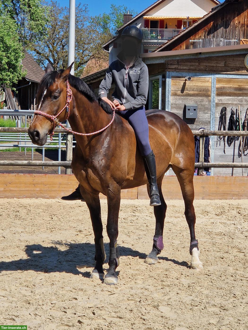 Bild 4: Schweizer Warmblut Stute, gehobenes Freizeitpferd