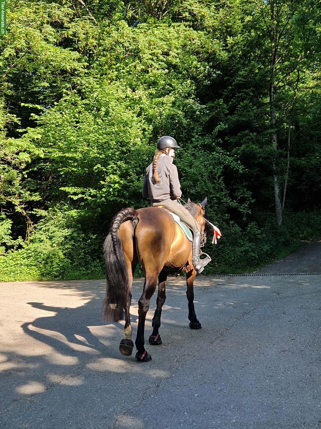 Bild 5: Schweizer Warmblut Stute, gehobenes Freizeitpferd