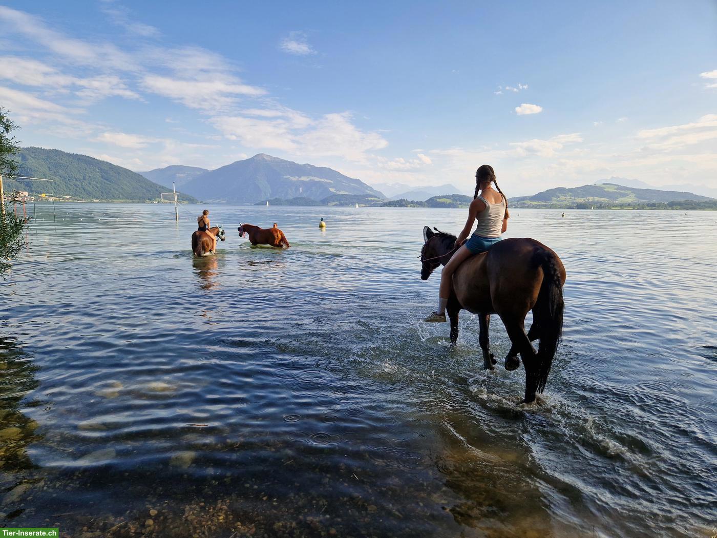 Bild 6: Schweizer Warmblut Stute, gehobenes Freizeitpferd