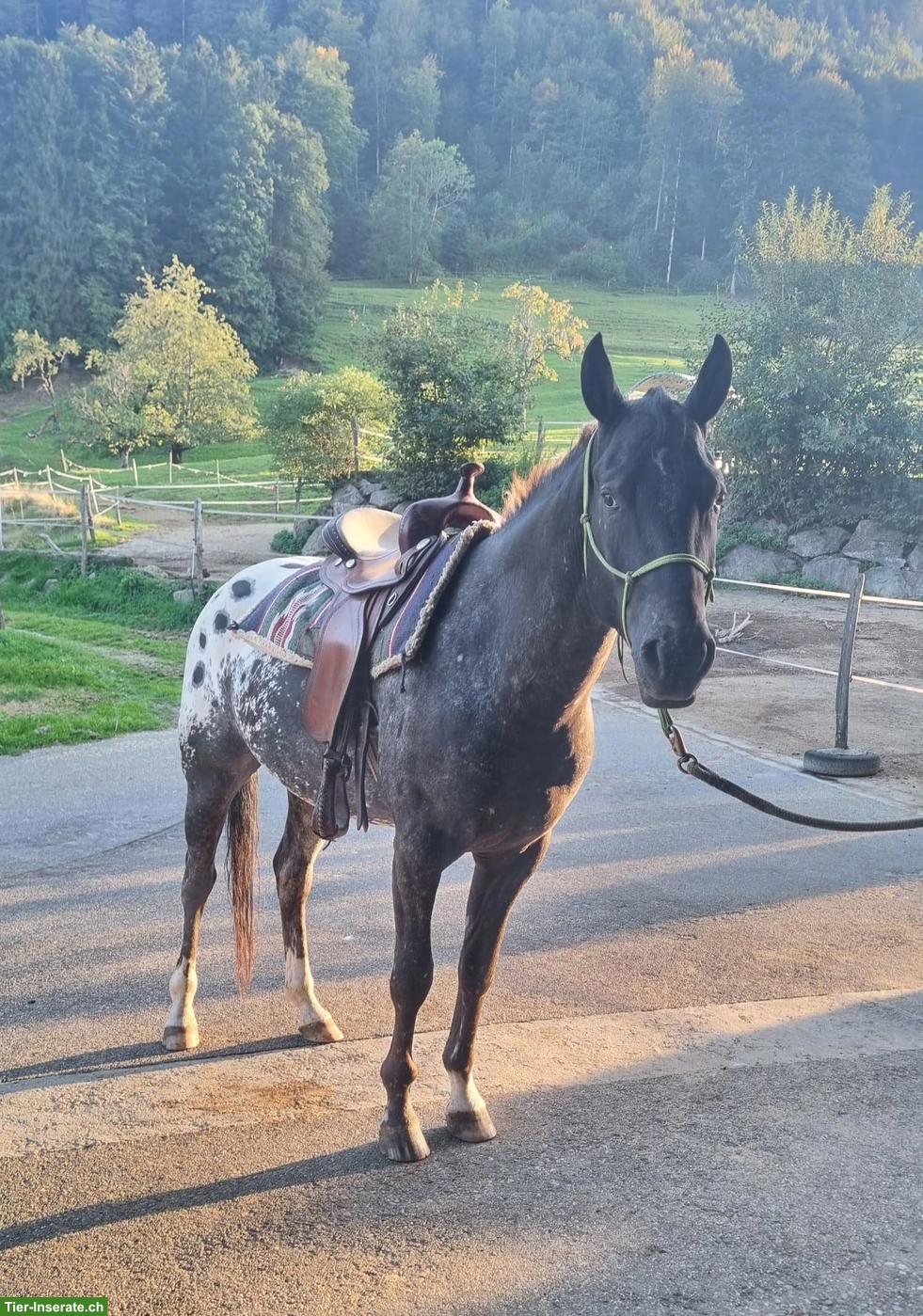 2 Appaloosa-Pferde suchen 1-2 Zweibeiner für Reitbeteiligung