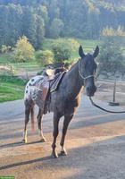 2 Appaloosa-Pferde suchen 1-2 Zweibeiner für Reitbeteiligung
