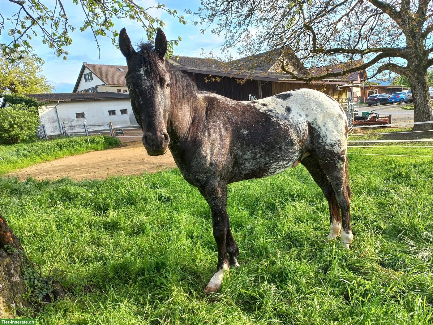 Bild 2: 2 Appaloosa-Pferde suchen 1-2 Zweibeiner für Reitbeteiligung
