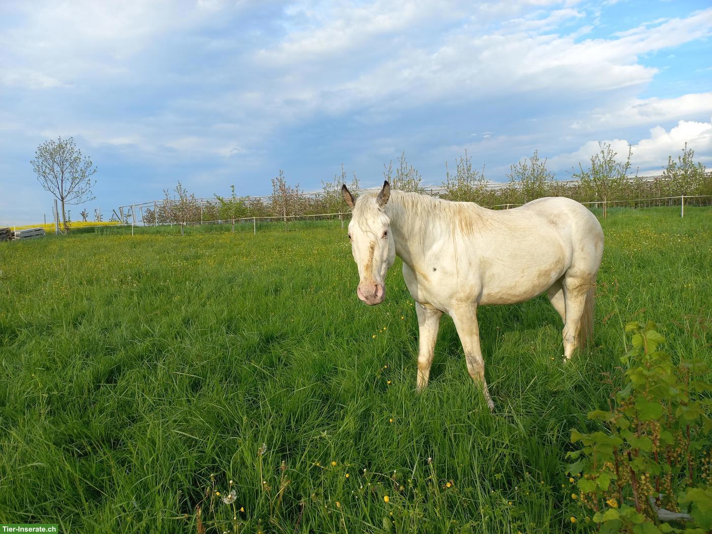 Bild 3: 2 Appaloosa-Pferde suchen 1-2 Zweibeiner für Reitbeteiligung