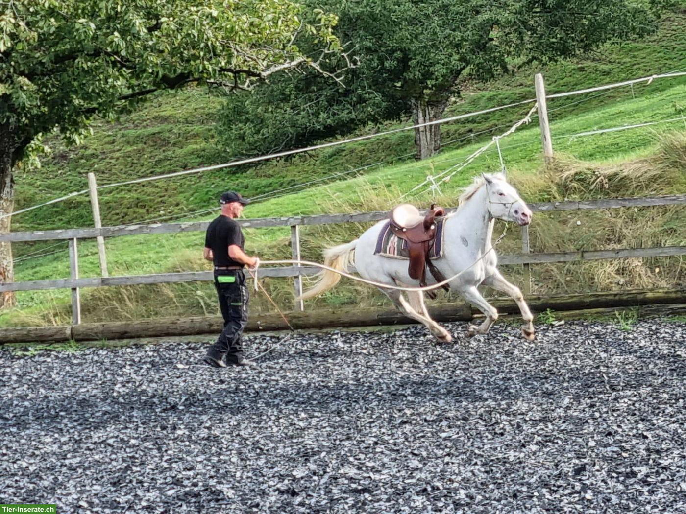 Bild 4: 2 Appaloosa-Pferde suchen 1-2 Zweibeiner für Reitbeteiligung