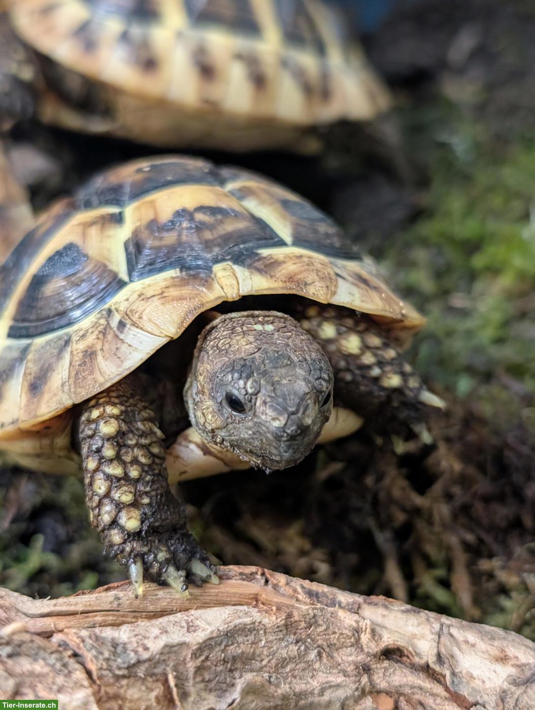 Griechische Landschildkröten Jungtiere abzugeben (Schlupf 2025)