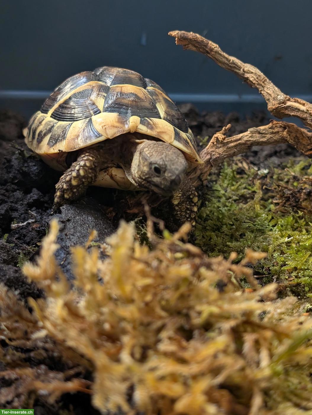 Bild 2: Griechische Landschildkröten Jungtiere abzugeben (Schlupf 2025)