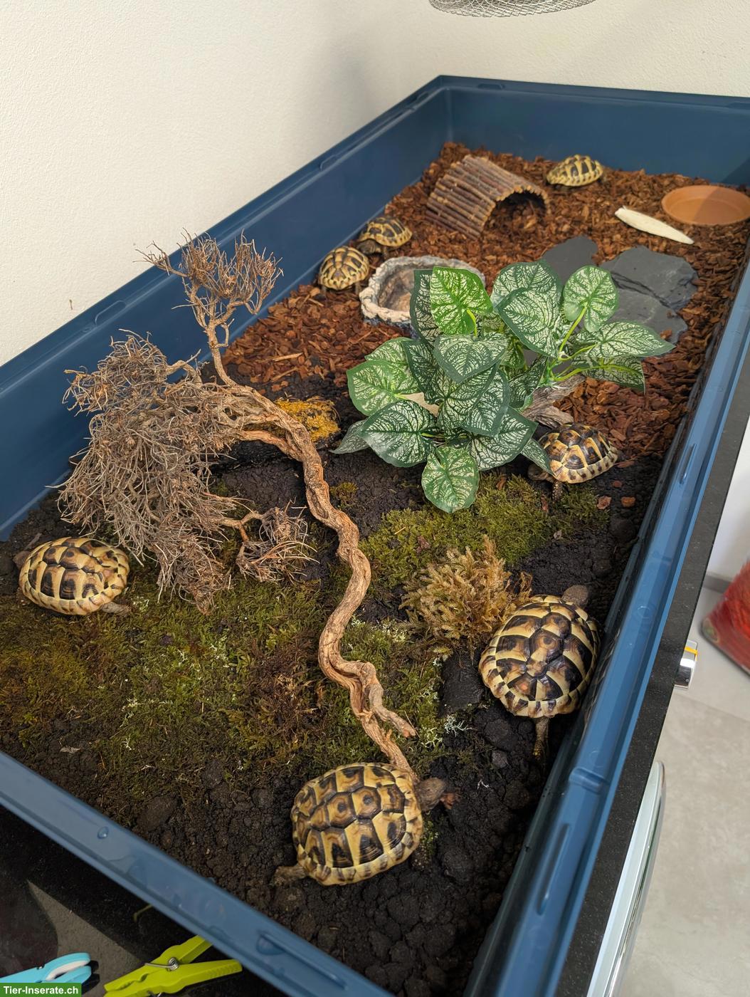 Bild 3: Griechische Landschildkröten Jungtiere abzugeben (Schlupf 2025)