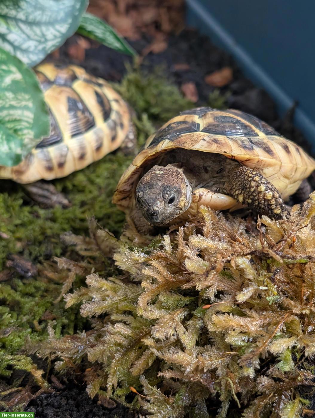 Bild 4: Griechische Landschildkröten Jungtiere abzugeben (Schlupf 2025)