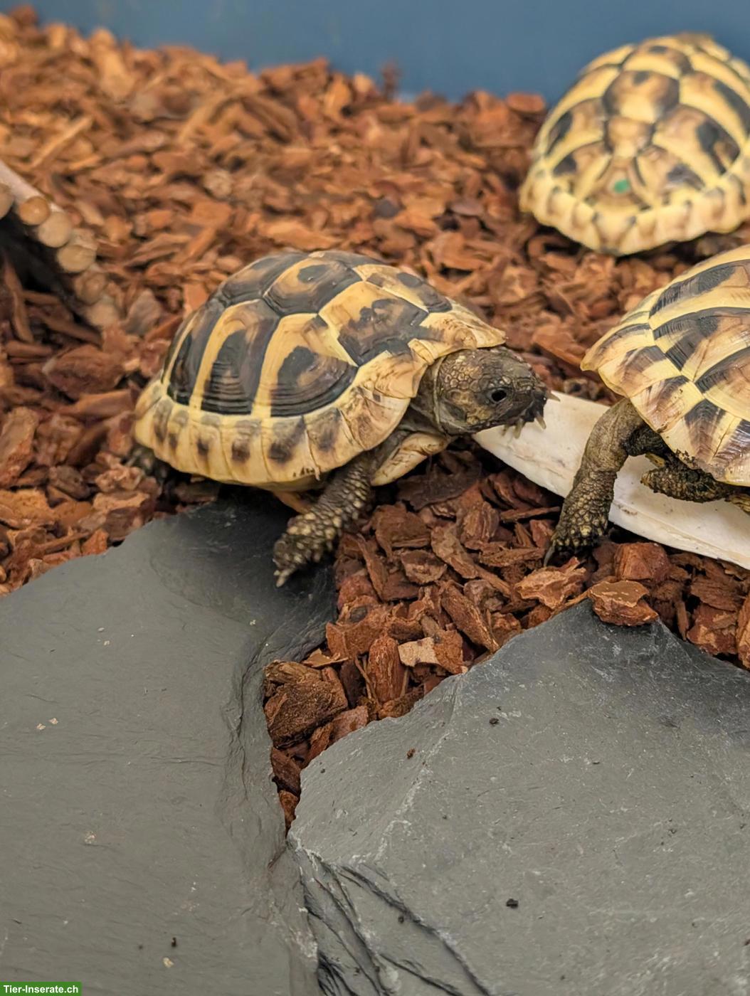 Bild 5: Griechische Landschildkröten Jungtiere abzugeben (Schlupf 2025)