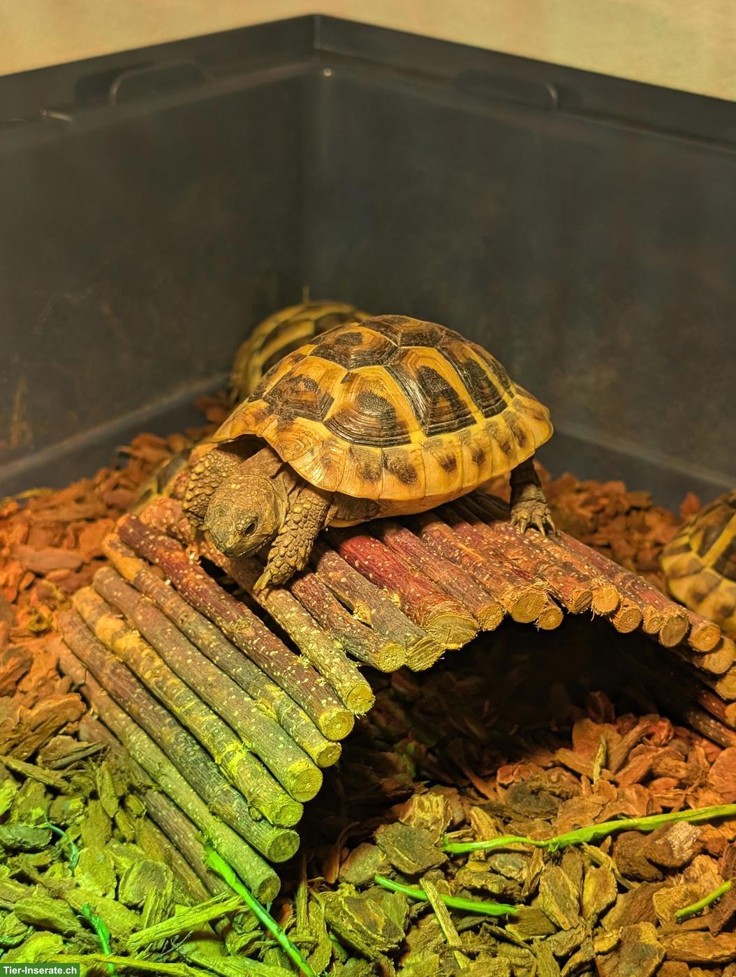 Bild 7: Griechische Landschildkröten Jungtiere abzugeben (Schlupf 2025)