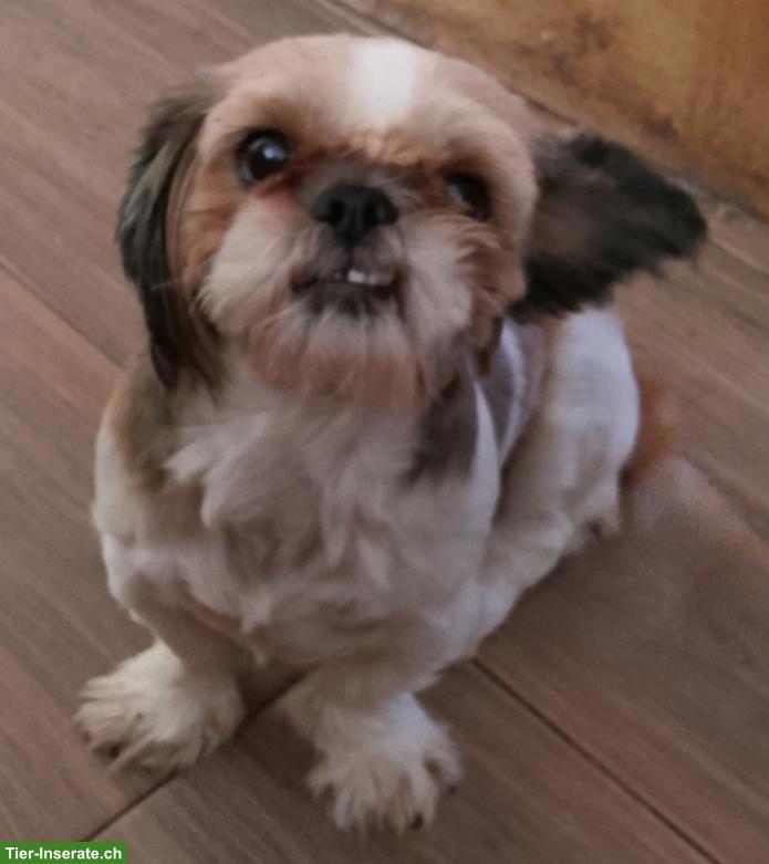 Shih Tzu Rüde, 8 Monate alt