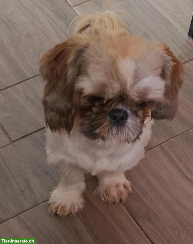 Bild 2: Shih Tzu Rüde, 8 Monate alt